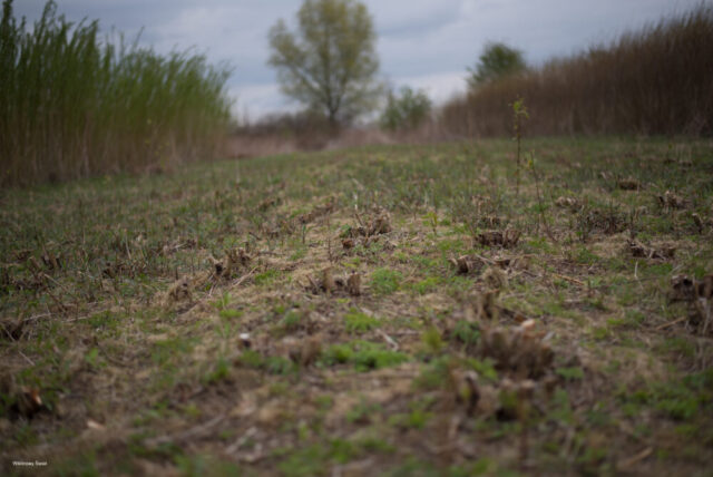 Wiklinowy_Swiat_DSC_4984